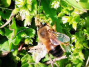 Incredible Spectacle: Thousands of Wild Swans on the Shores of Tuzlovsky Limans in Odessa Region