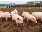 ASF detected in pigs on a farm near Pryluky
