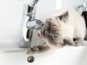 Water Pipeline Accident in Central Kyiv: Several Buildings Left Without Water