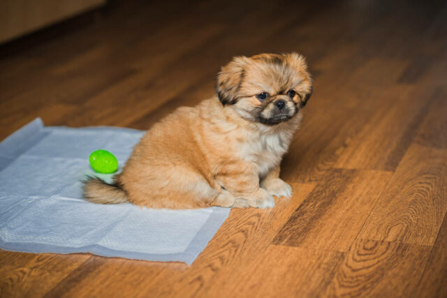 stock-photo-diaper-training-dog-toilet-animals-pet-behavior-concept