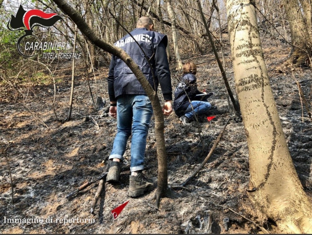 Лесные пожары: регион Пьемонт обновил план профилактики — вводятся «углеродные кредиты»