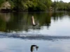 «Застигнуты врасплох: что означает встреча с форелью во Флориде»