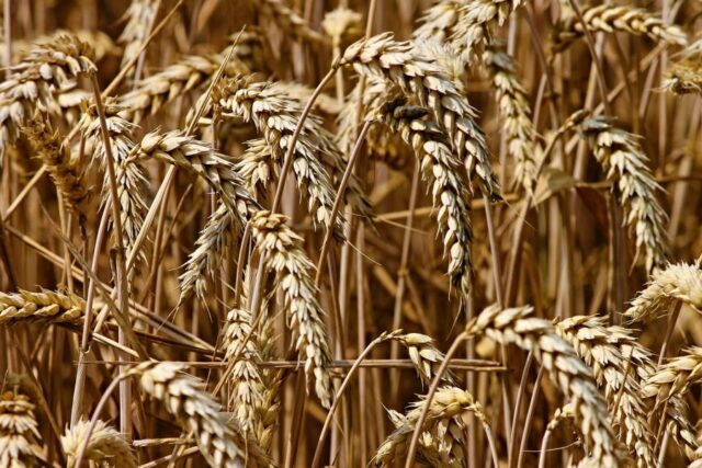 wheat-3524861_1280-900x600