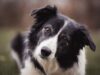 Canine Truth Detectives: How Dogs Unearth Deception in Human Interactions