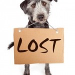 lost-pets-lp