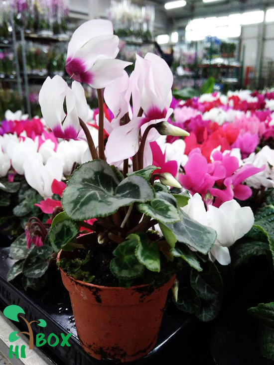 cyclamen_mini_5_5_10_1