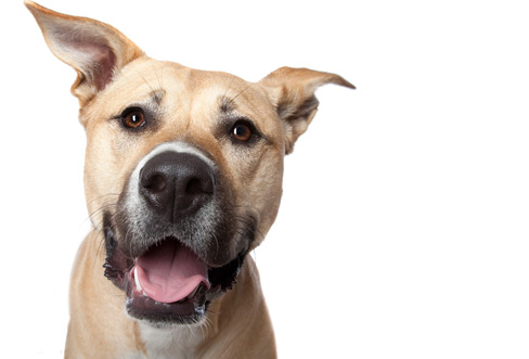 category_dog