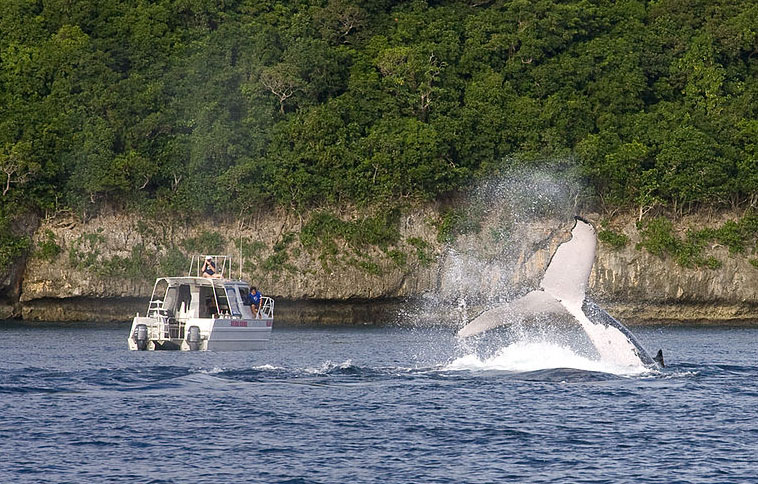 A whale-watch boat and humpback fluke in Vava'u
