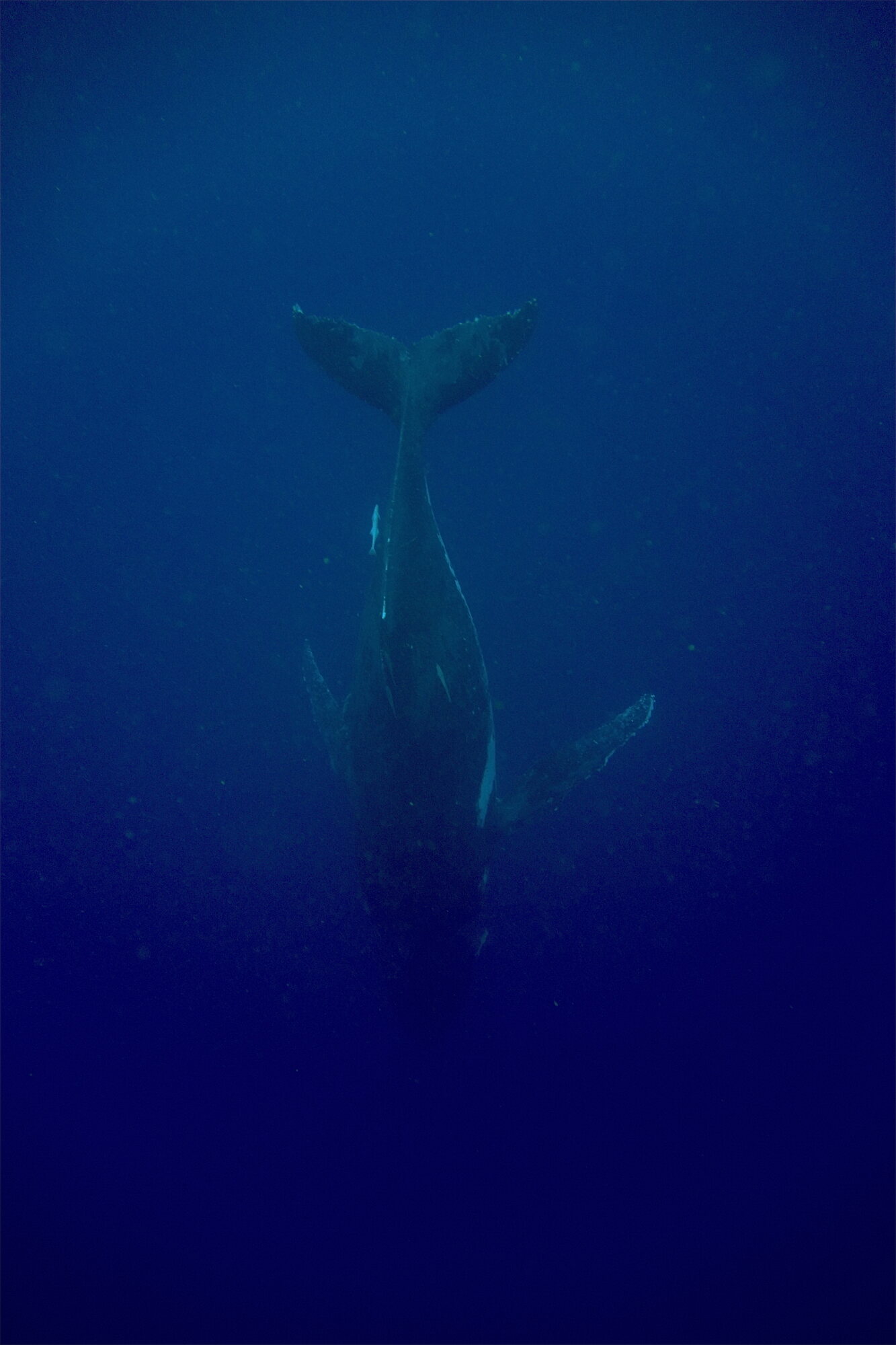 A humpback whale underwater in Vava'u