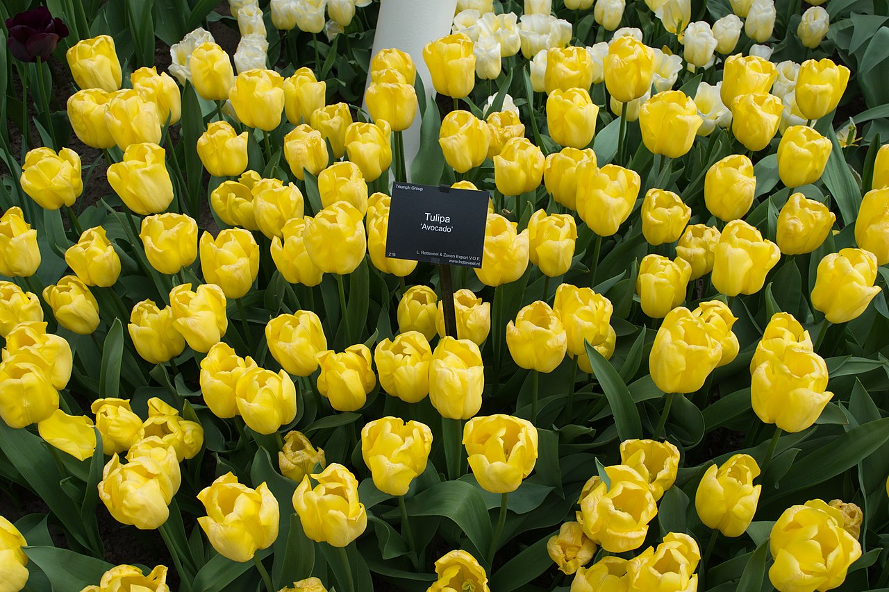A bed of yellow 'Avocado' tulips inside Keukenhof with a black cultivar plaque standing among the flowers