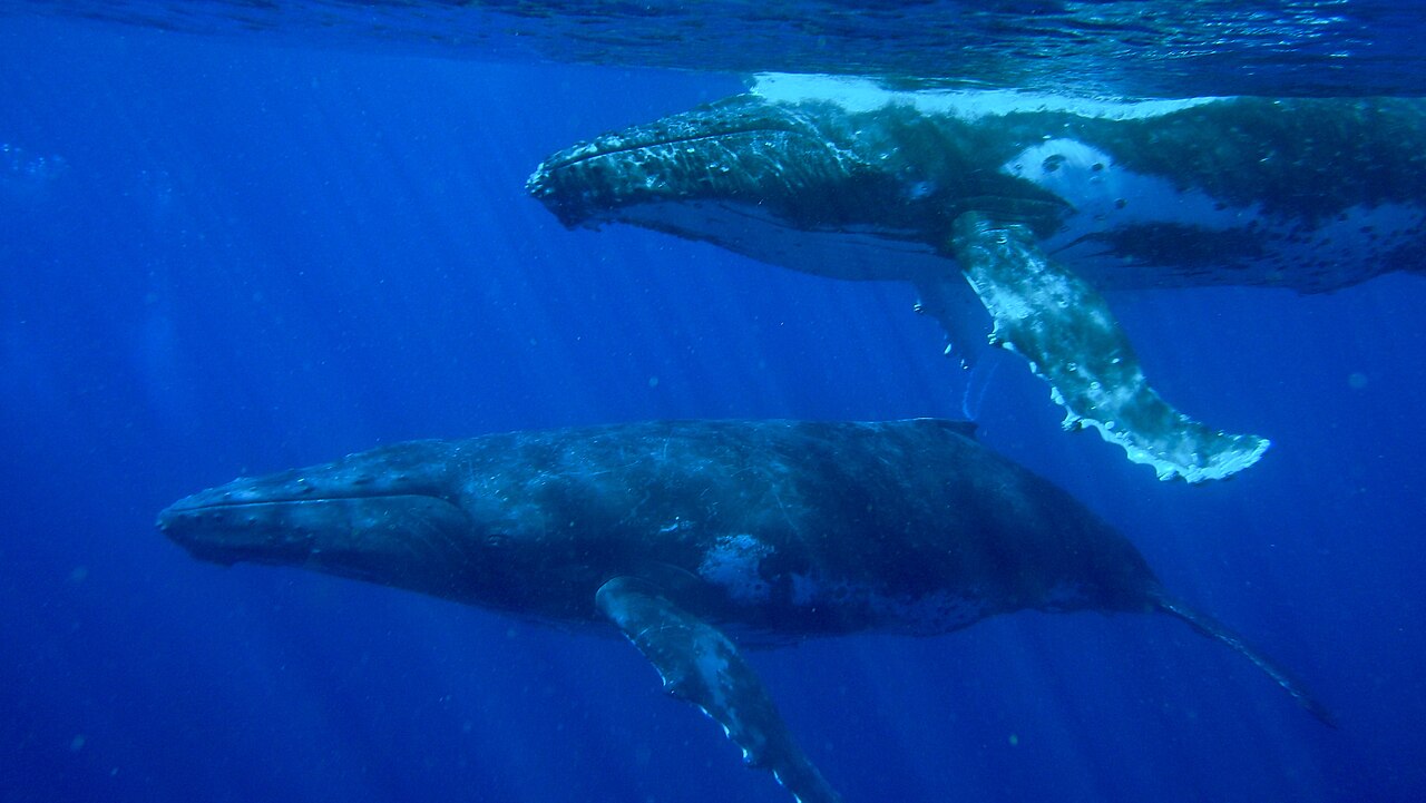 Humpback whales underwater in Tonga