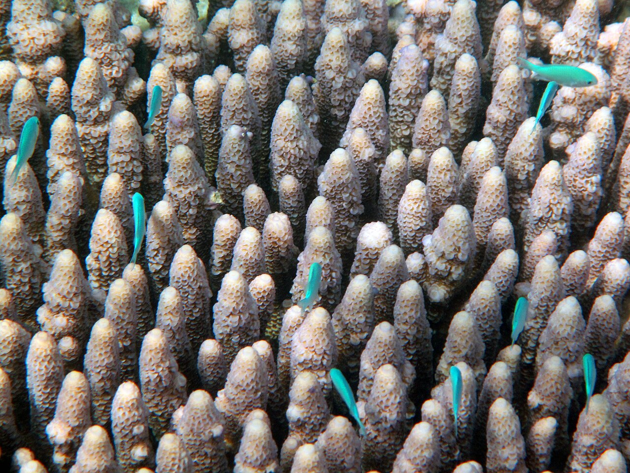 Underwater coral and fish at the Great Barrier Reef