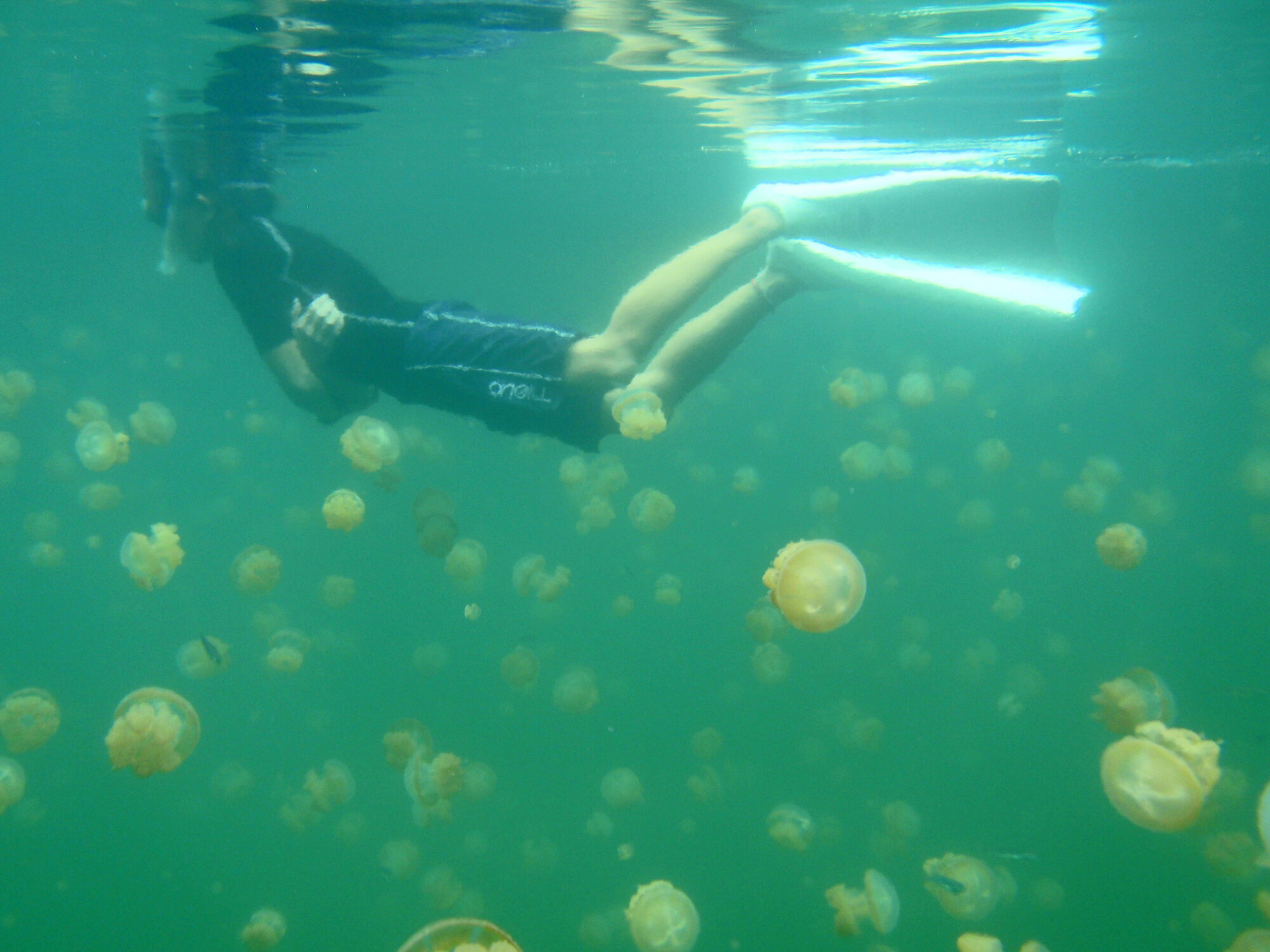 Snorkeler with golden jellyfish in Jellyfish Lake