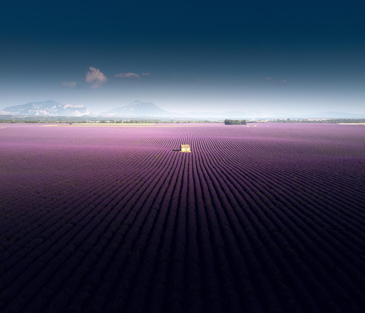 Lavender fields on the Valensole Plateau – this purple sea is dominated by early-blooming hybrid lavender (lavandin)