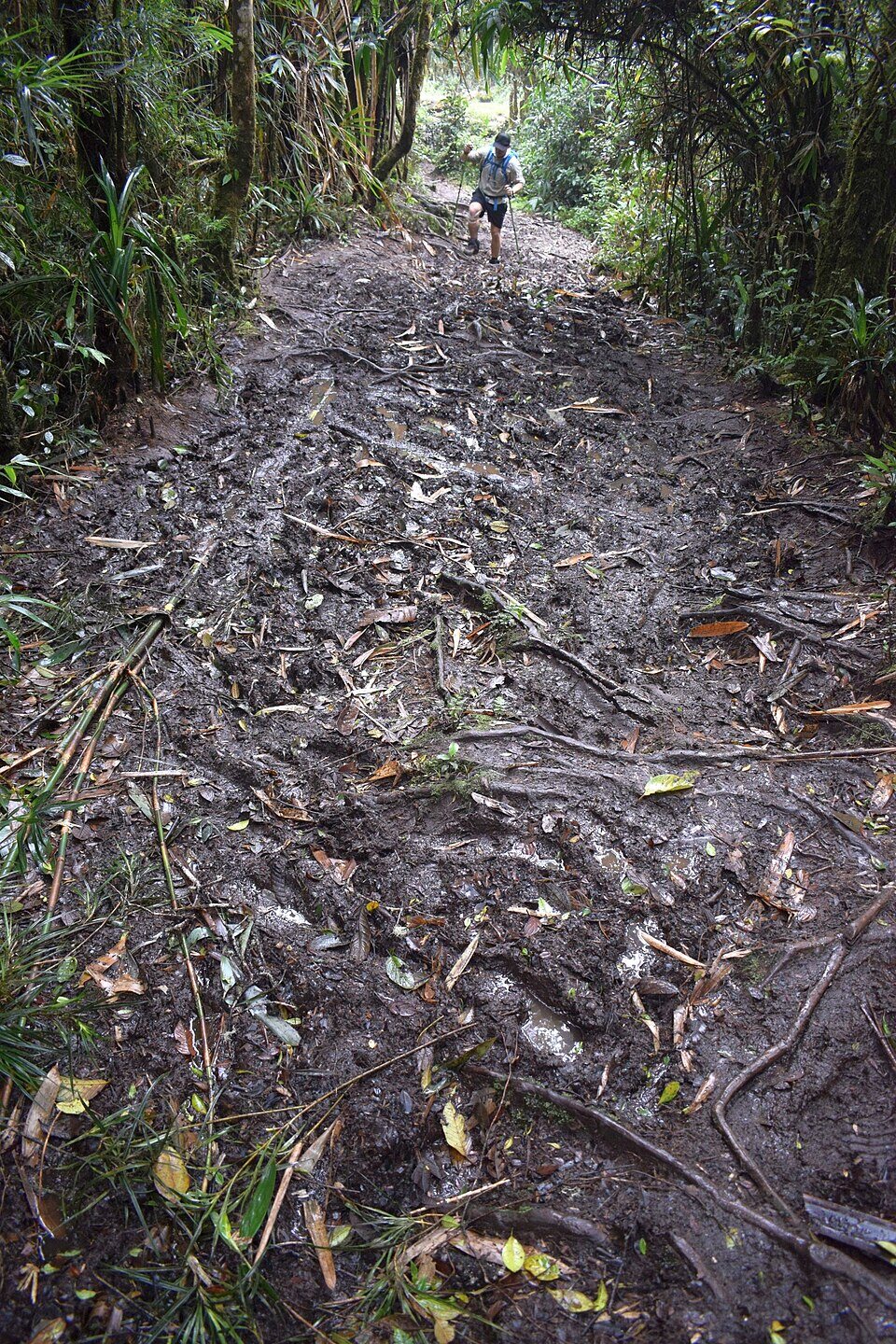 A muddy hill on the Kokoda Track
