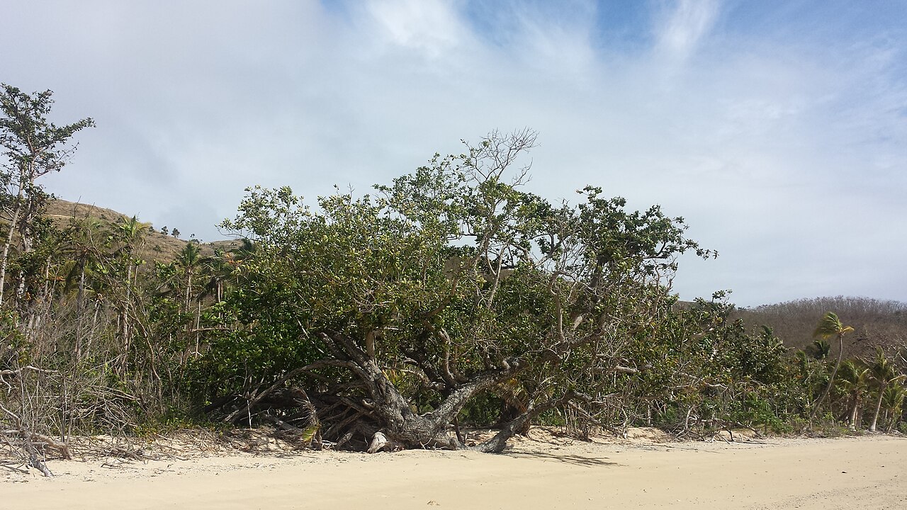 Yasawa Islands photo: Tree on beach, Naviti island, Yasawa Islands, Fiji - August 2016