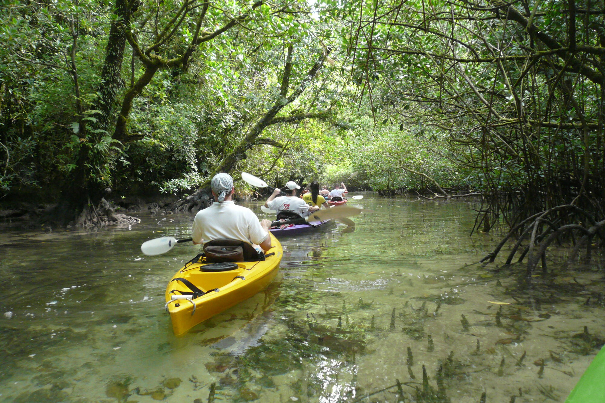 Kayakers paddling through Rock Islands mangrove water
