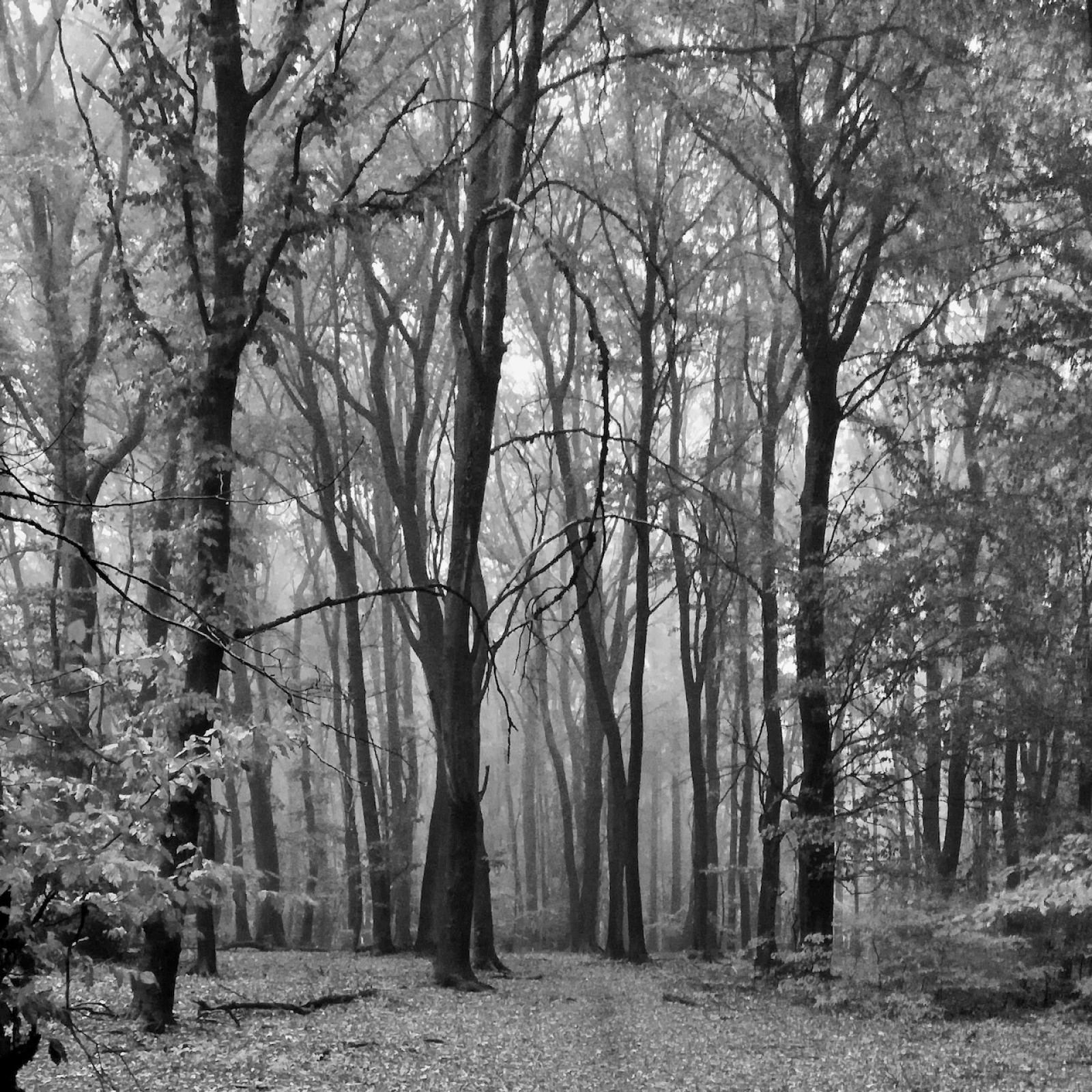 Domherrnwald  1