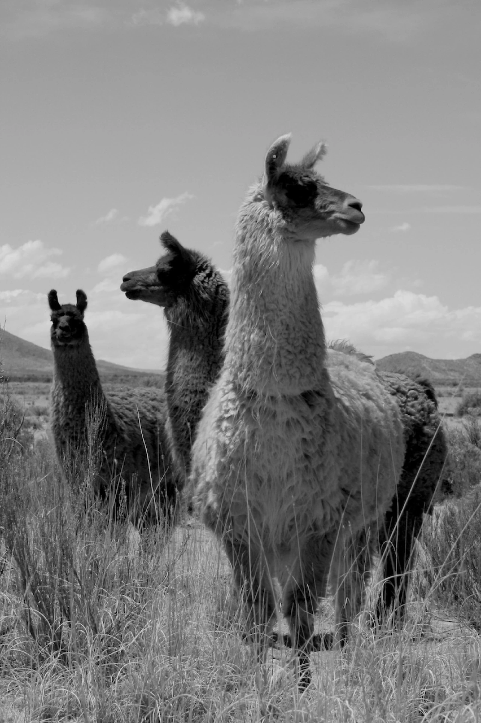 Gruppenbild mit Lama
