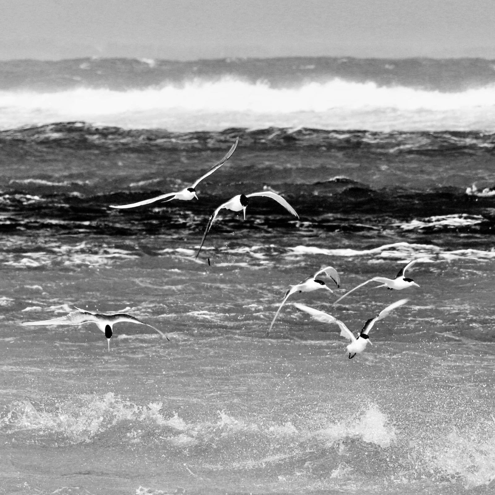 Crested Tern