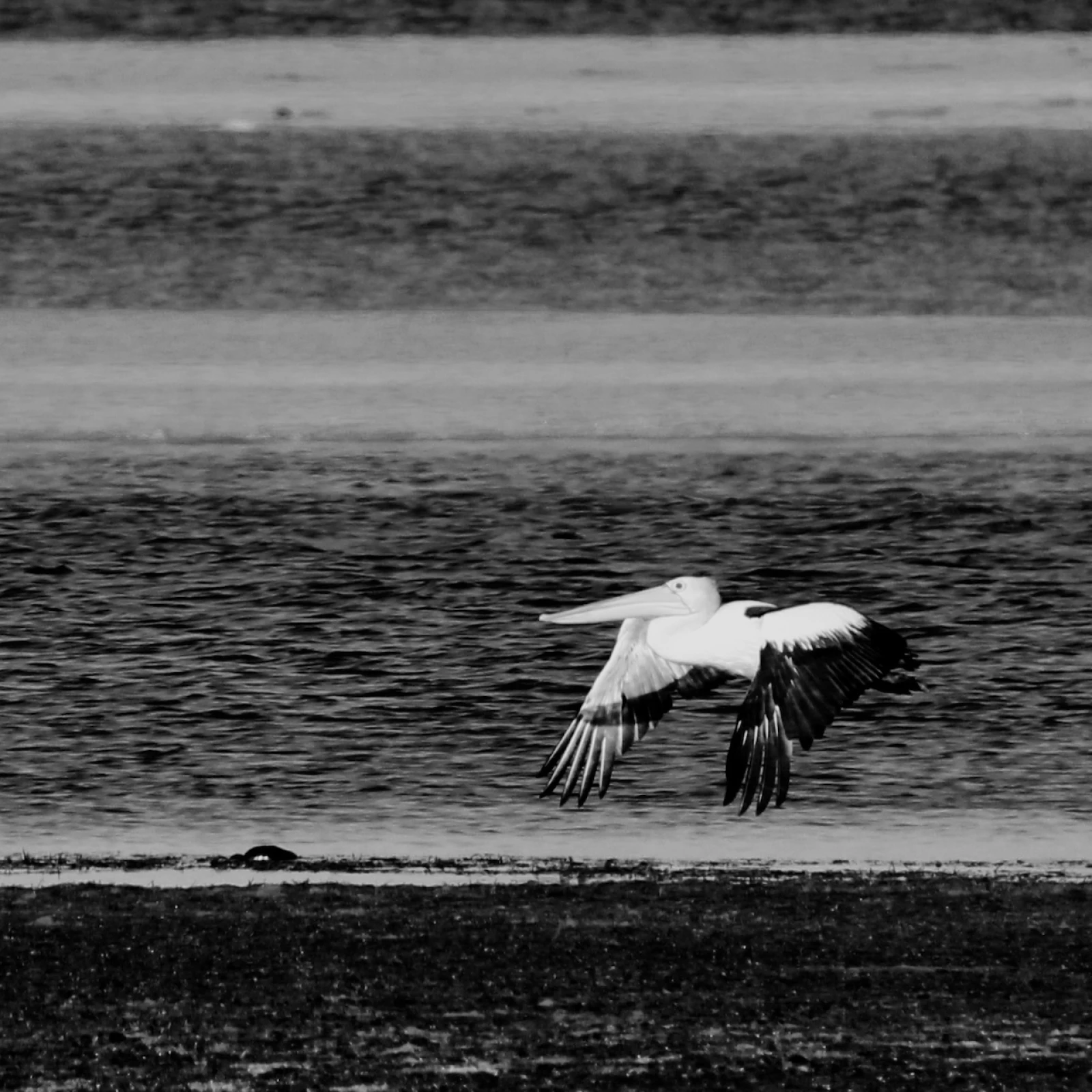 Pelican at Baird Bay