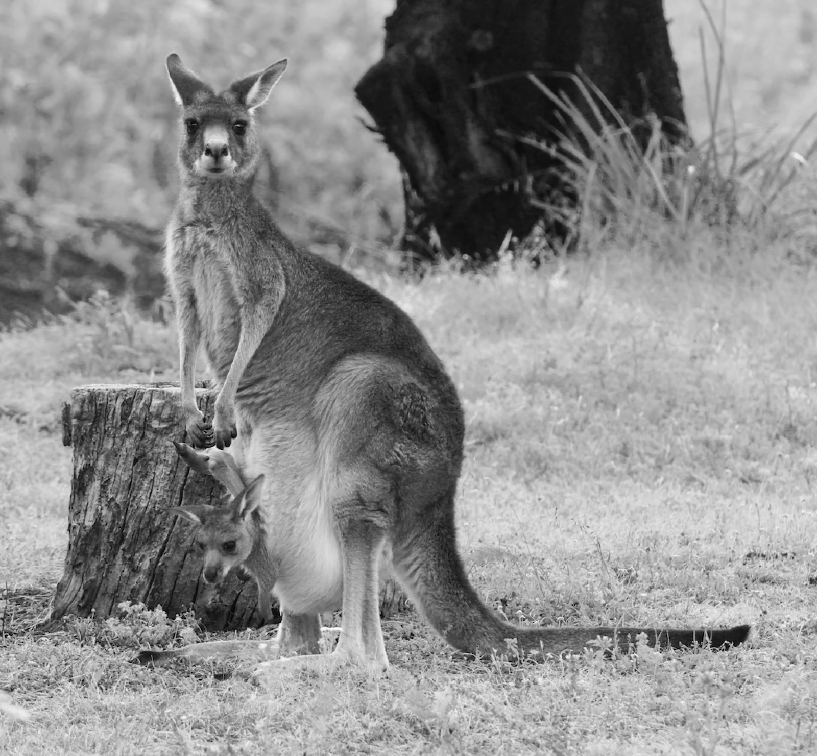 Roo+Joey
