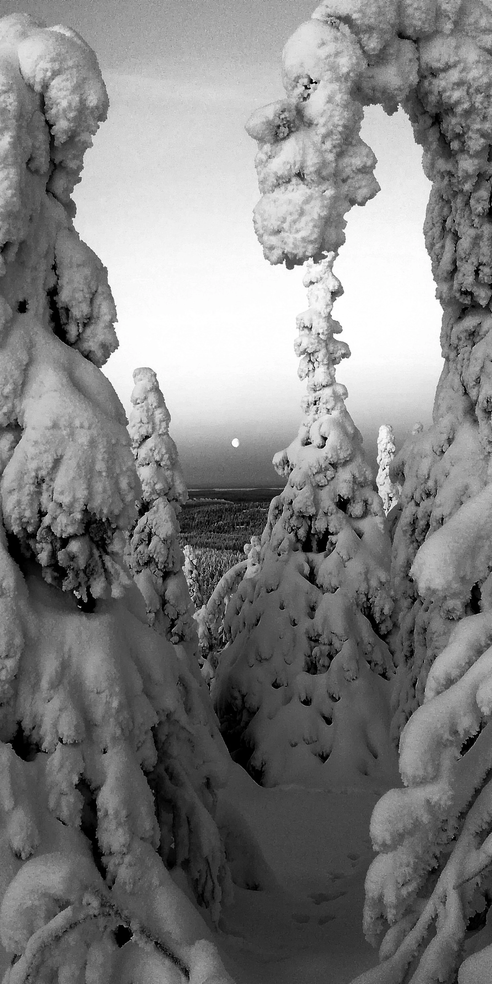 Arctic sun