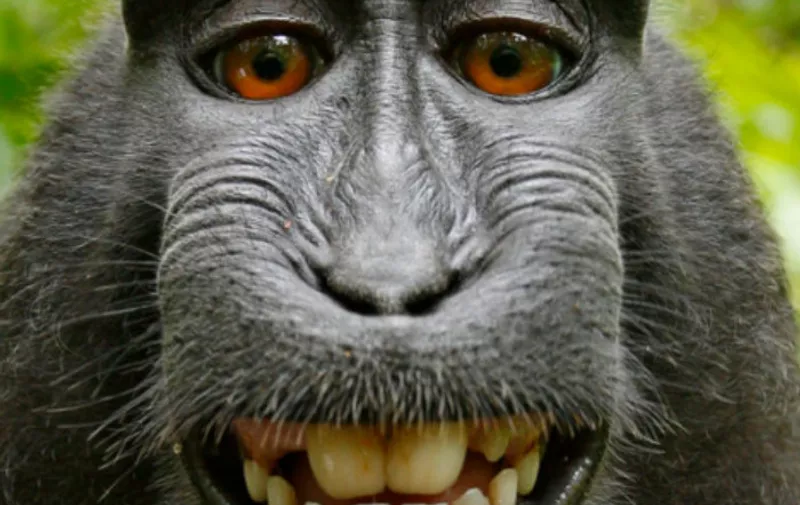 Majmunska posla: Nagrada za najbolji selfi IKAD ide…