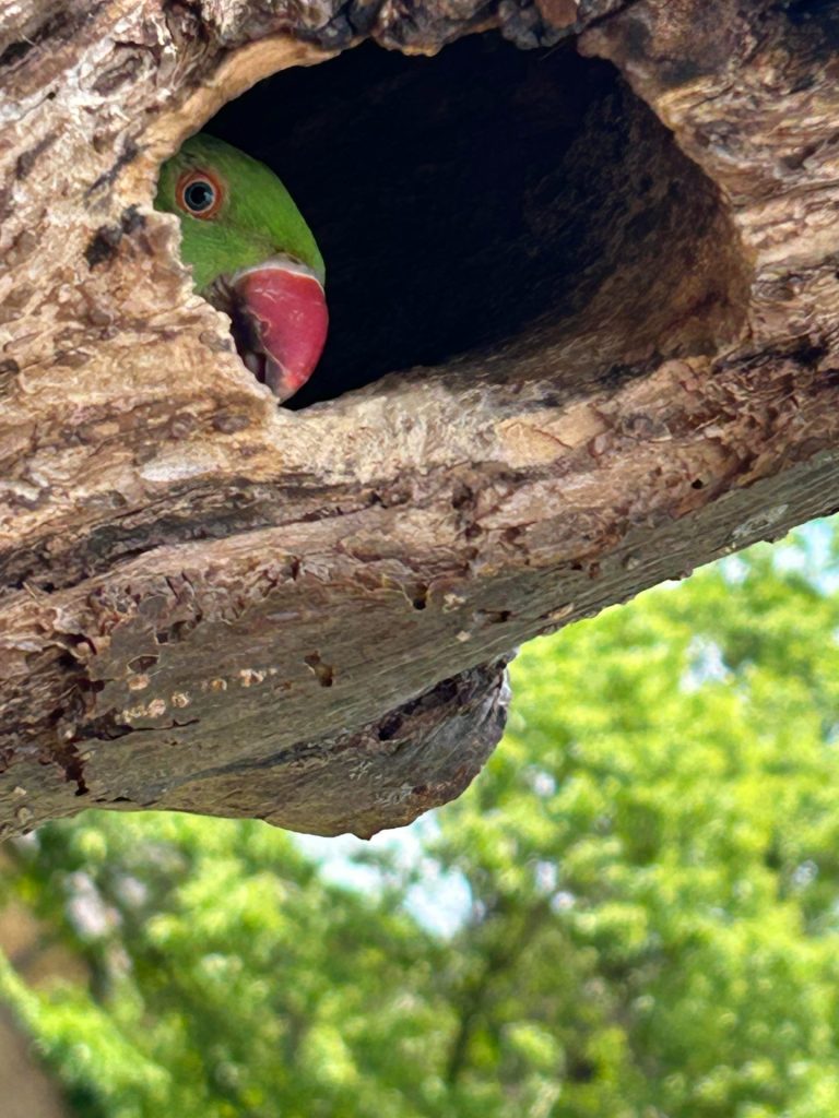 Fotografija snimljena iPhoneom 14 osvojila glavnu nagradu londonskog wildlife natječaja