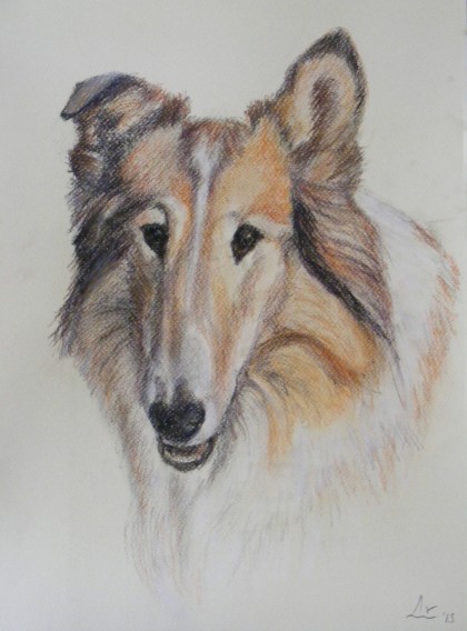 collie, pastelpotlood op papier A4