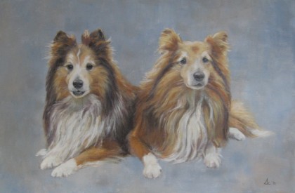 2 shelties, 50 x 60 cm olieverf