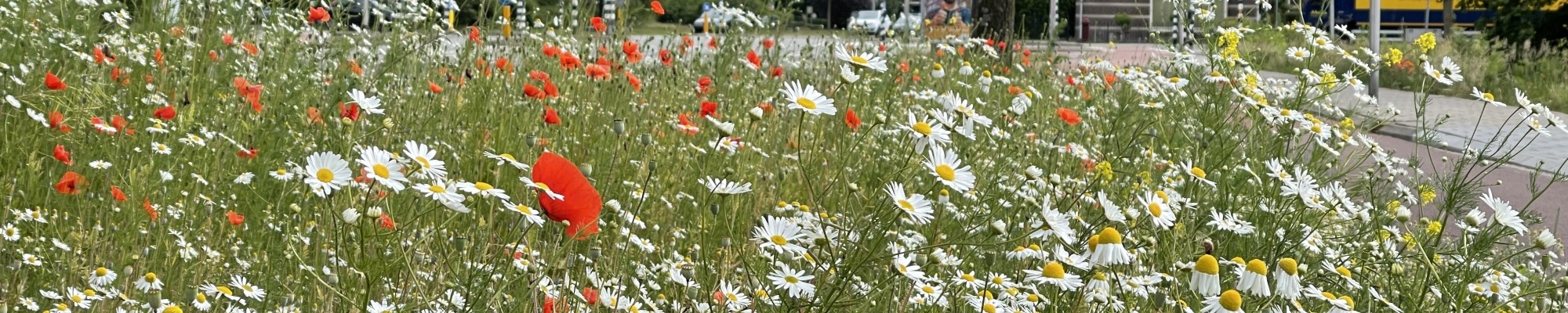 Diverse wilde planten langs de kant van de weg.