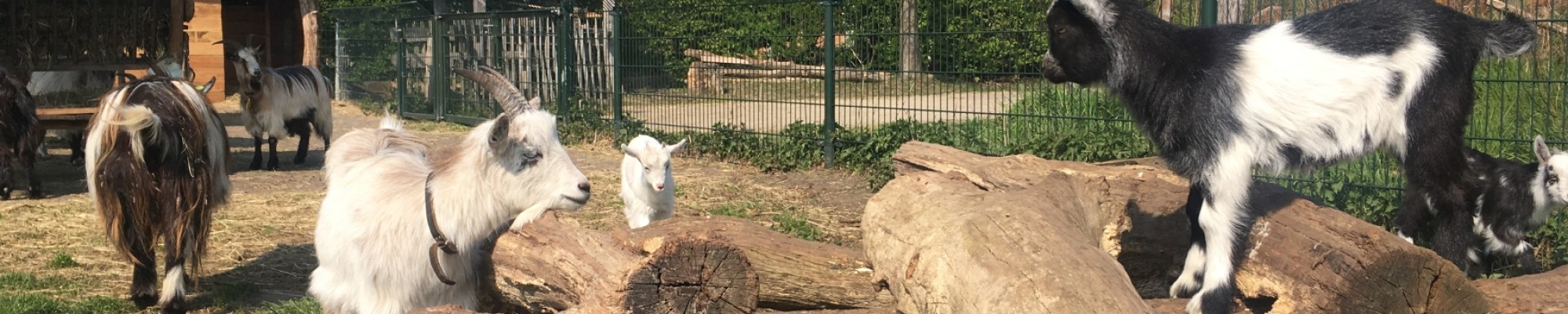 Boerderijdieren.