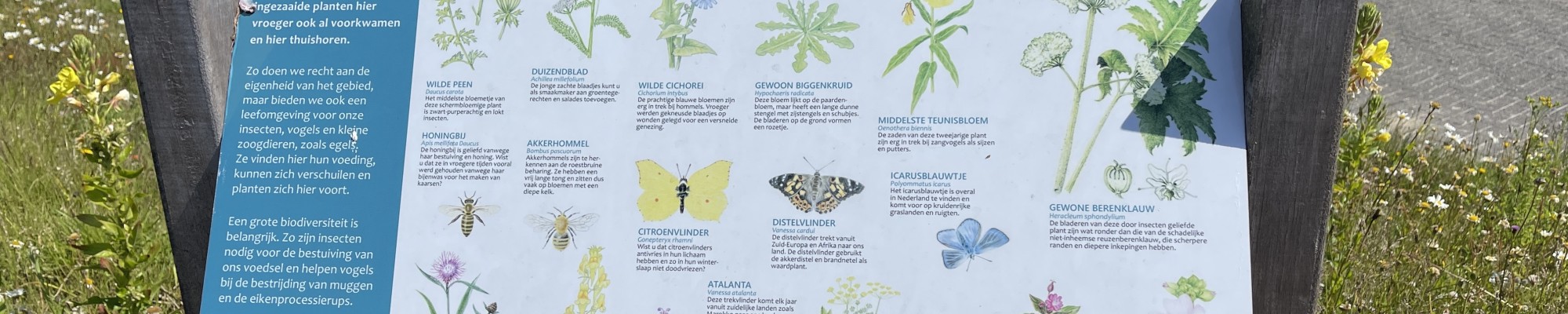 Informatiebord met daarop uitleg over diverse planten en vlinders.
