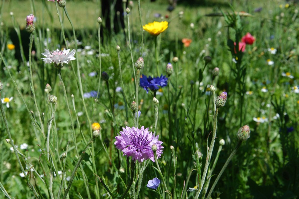 Week vd Groene Tuin - Tip 5: Planten en zaaien