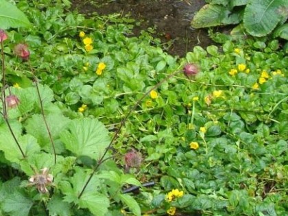6_lysimachia_nummularia