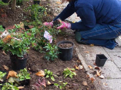 7.6_6_inplanten_kolkrijst_1_foto_anneke_beemer