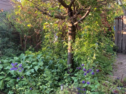 bodembedekkers_tegen_onkruid_-_tuin_nicole_k