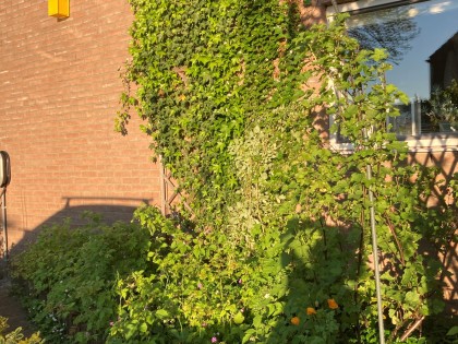 gevelbegroeiing_wilde_wingerd_-_tuin_nicole_k_0