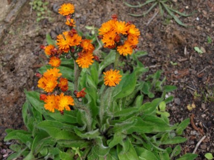 hieracium-1024x768