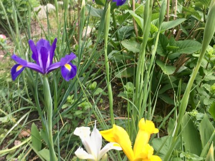 iris