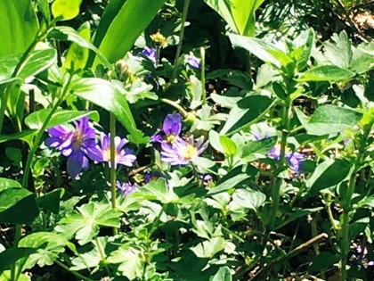 stinzebloemen