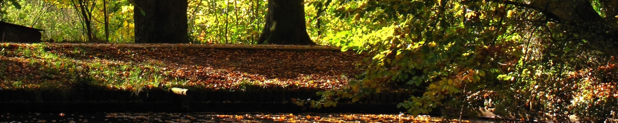 Een sloot in het bos, bedekt met herfstbladeren.