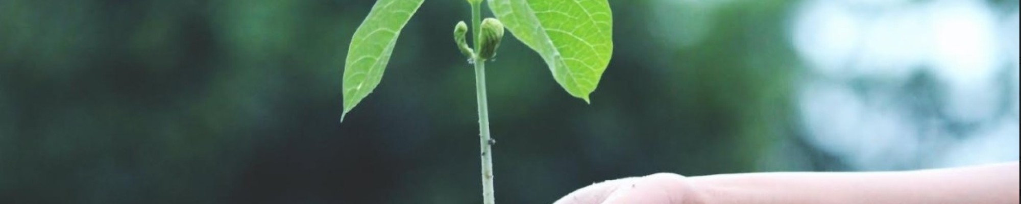 Net ontkiemde plant in de handpalm van een persoon.