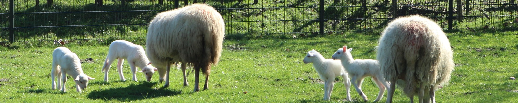 Schapen en lammetjes in een wei omsloten door een hek.
