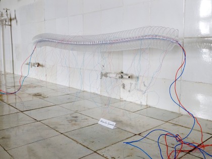 Carolien Adriaansche New Biodiversity detail