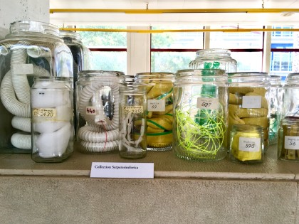 Carolien Adriaansche New Biodiversity EEF reptielen