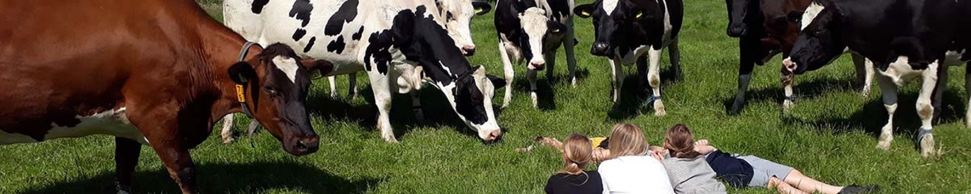 Kinderen liggend tussen de koeien in het gras.