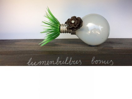 Carolien Adriaansche Collectie Lumenbulbus