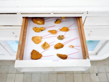 Carolien Adriaansche - New Biodiversity brown critters